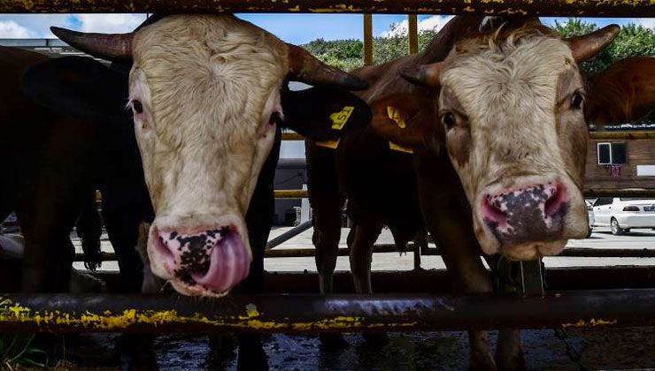 Kurbanlıklar İstanbul’da görücüye çıktı, fiyatlar el yakıyor!