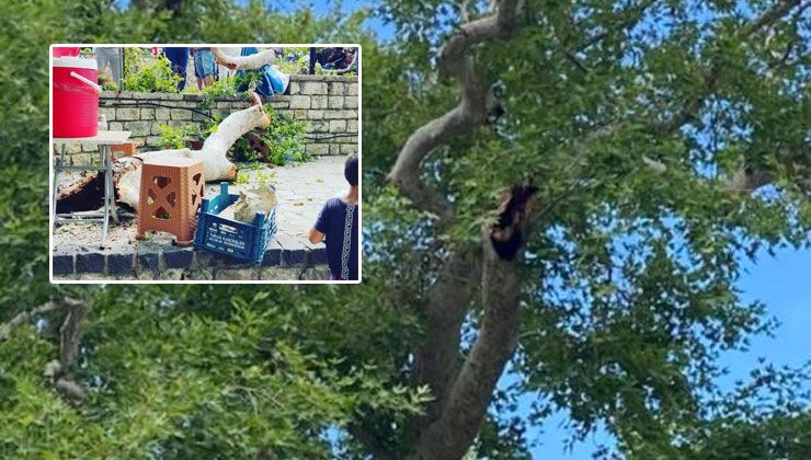3 bin yıllık Musa ağacından kopan dal ziyaretçiyi hastanelik etti