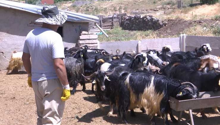 Kurbanlıklar görücüye çıkmaya başladı: Fiyatlar 2 bin 500 liradan başlıyor