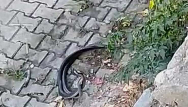 Hatay’da 2 metre uzunluğundaki iki yılanın dansı dikkat çekti