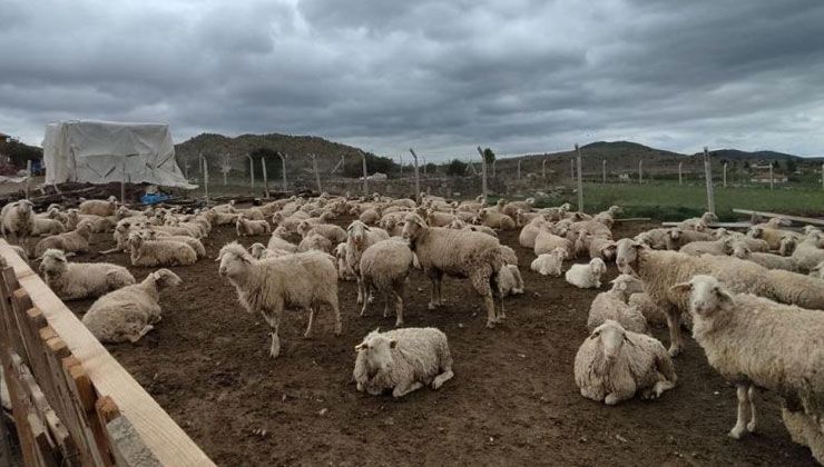 Kurbanlık fiyatları belirlendi: Kilogramı küçükbaş 62, büyükbaş 65 TL