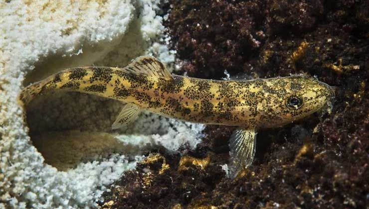 Vangölü Küçük Mercan balığı görenleri şaşırttı