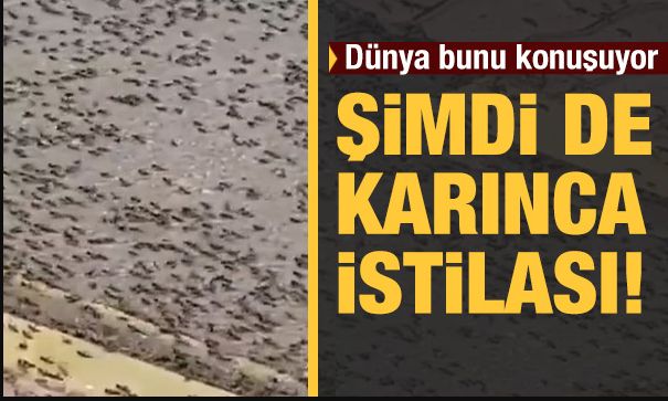 Şimdi de karınca istilası…