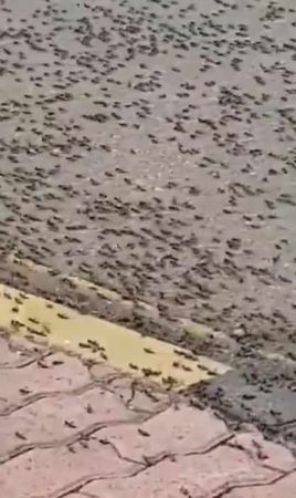 Şimdi de karınca istilası…