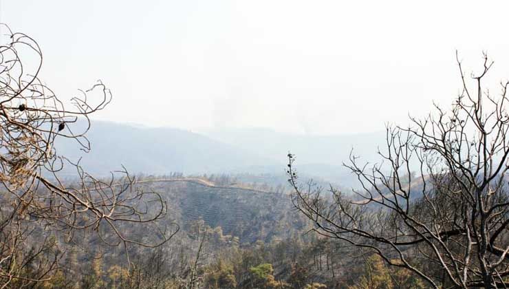 Ciğerimiz yandı! Marmaris’teki yangında müdahale devam ediyor
