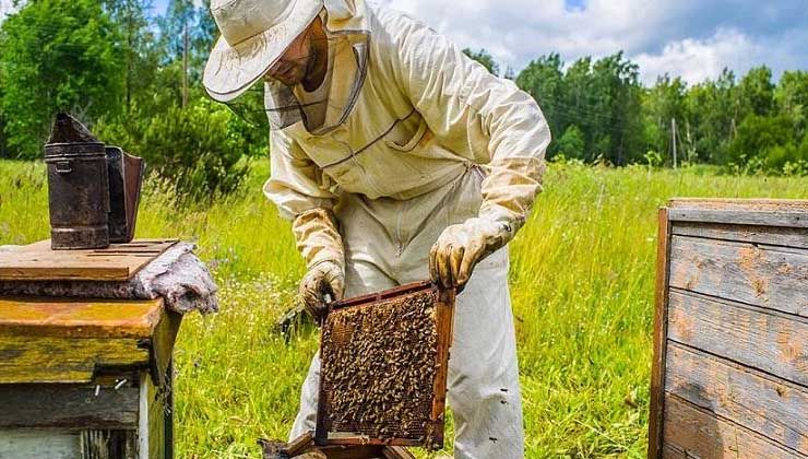 Balda yüksek rekolte beklentisi arıcılara umut oldu