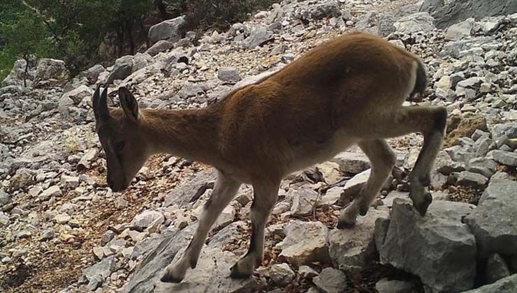 Yaban keçisi avlayan iki kişiye 155 bin TL ceza