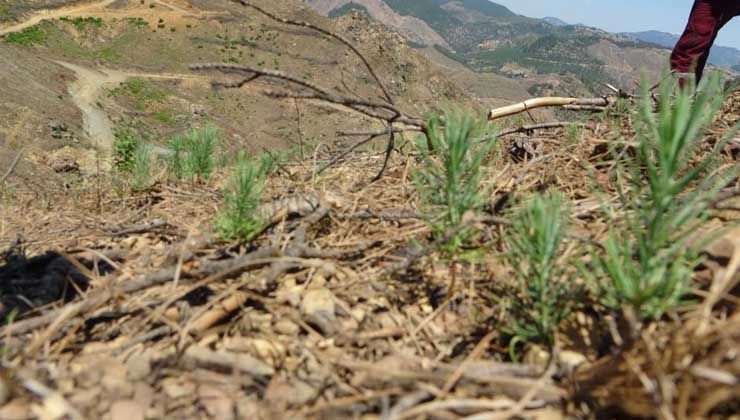 Tohumlardan çıkan çam filizleri yangının izlerini silmeye başladı