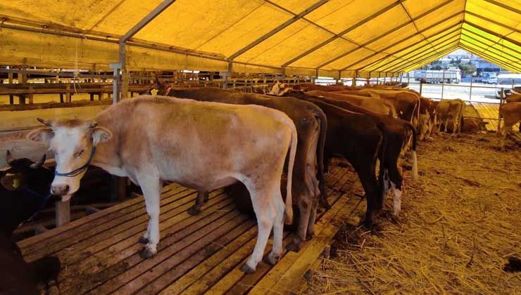 Kurbanlıklar pazara geldi, büyükbaş 30 bin liradan başlıyor