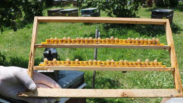 Arı sütünün fiyatı 10-15 bin TL arasında