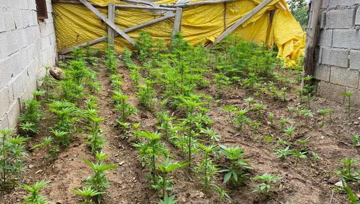 Müstakil evde esrar, bahçede ekili kenevir ele geçirildi