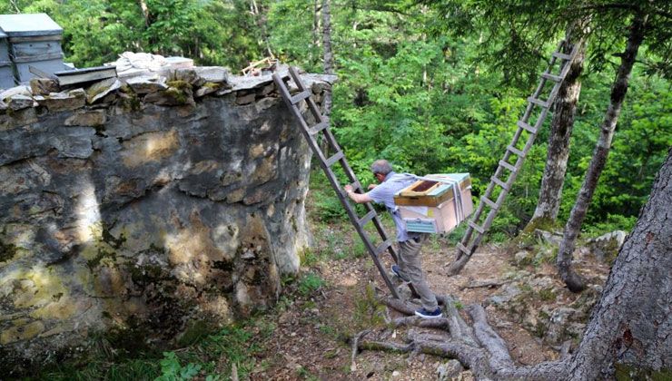 Asırlardır kayalar üzerinde üretiyorlar: Kilosu 400 TL