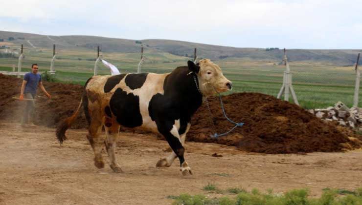 Şampiyon isimli tosun tam 1 ton 220 kg: 72 bin TL’ye satıldı