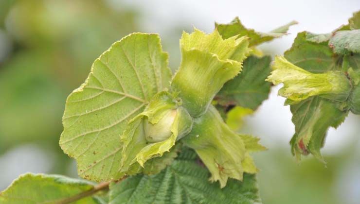 Fındık üreticisinin fındık taban fiyatı için 60 TL beklentisi