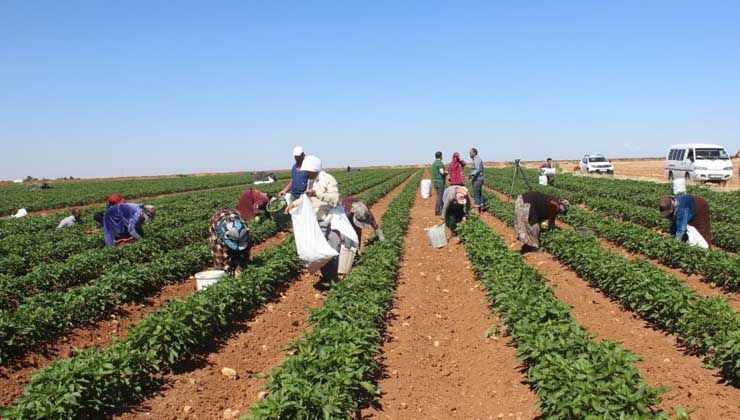 Biber tarlada 6 TL, markette 15 TL