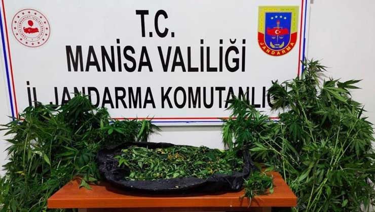 İkametlerinin bahçesinde kenevir bitkisi yetiştirdiler