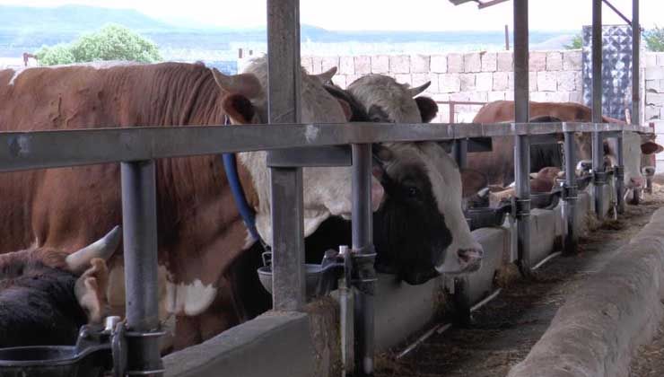 İlkadım Kurban Pazarı’nda kurbanlıklar satışı çıktı