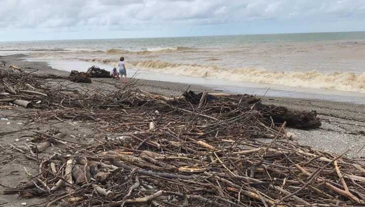 Ağaç ve çöpler Akçakoca’da sahile vurdu