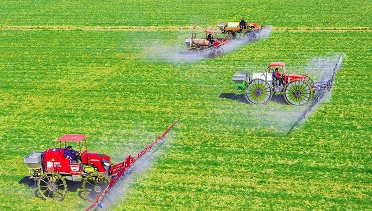 Çin’de kişi başına düşen tahıl üretimi 483 kilograma ulaştı