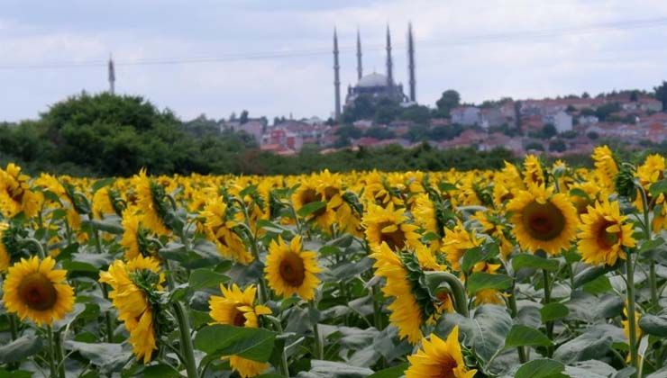 Ayçiçeğinde son 10 yılın en yüksek verimi bekleniyor