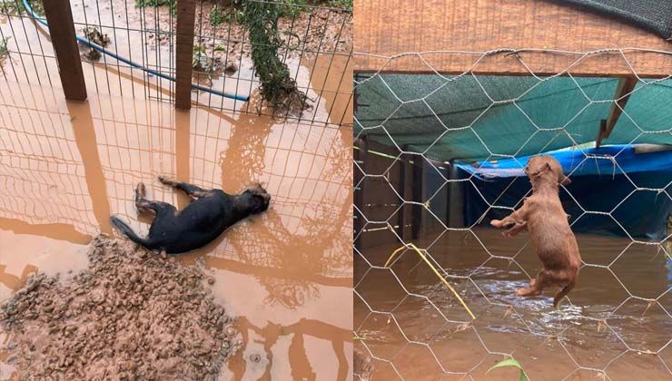 356 köpeğin bulunduğu barınağı sel bastı, 56 köpek telef oldu