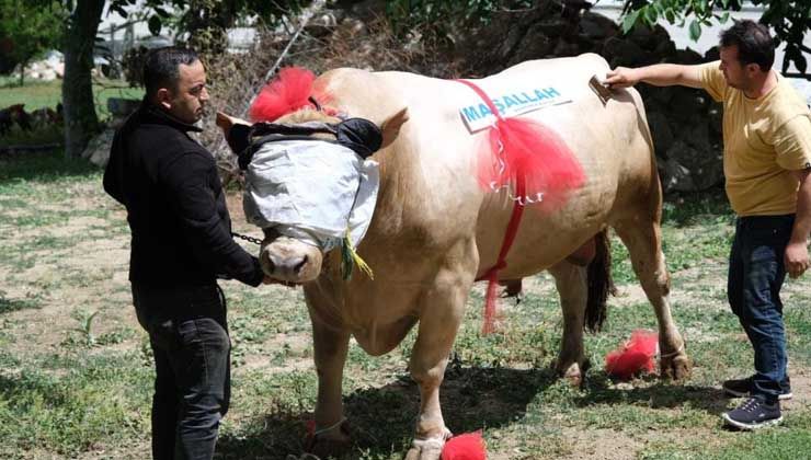“Fırtına” isimli 2 ton tosun, 120 bin liradan satışa çıktı
