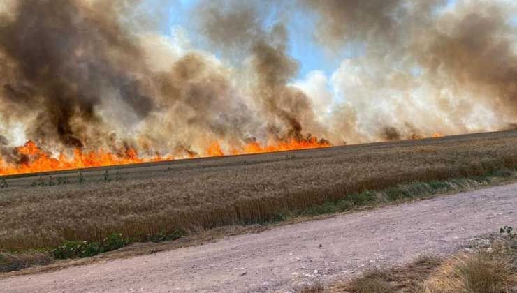 İstanbul – Tekirdağ sınırında buğday tarlası cayır cayır yandı