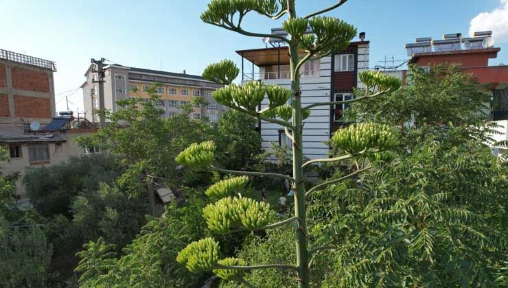 Ömründe bir kere çiçek açıyor, sabır otu Denizli’de görüldü