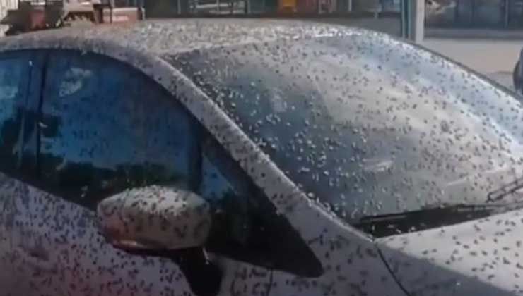 Her yerdeler! Kelebekler istila etti