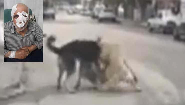 Köpek saldırısında 1 kişi hayatını kaybetti