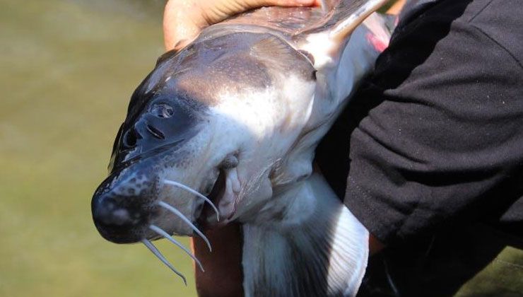 Dinozorlarla aynı dönemde yaşamış: Havyarı 12 bin dolar