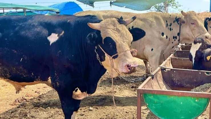 Kurban kesim fiyatları açıklandı