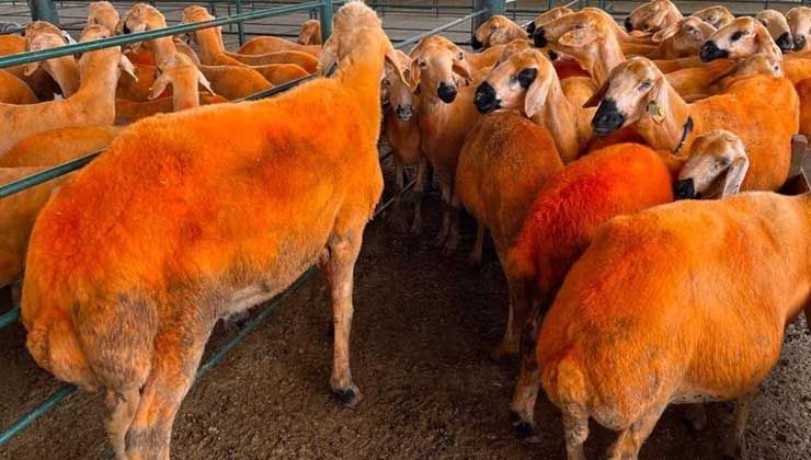 13 ayda 100 kiloya ulaştı, koç alıcısını bekliyor