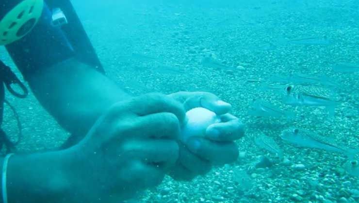 Adına ‘Şirinler’ koydular,  Akdeniz’in işgalci balon balığı kıyıyı işgal etti