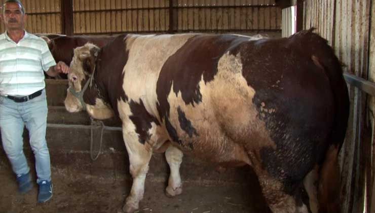 1 ton 250 kilogram kurbanlık 63 bin TL’ye satıldı