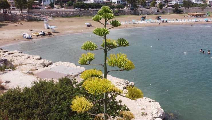 Akkum’da Agave bitkisi tarihinde ilk defa çiçek açtı