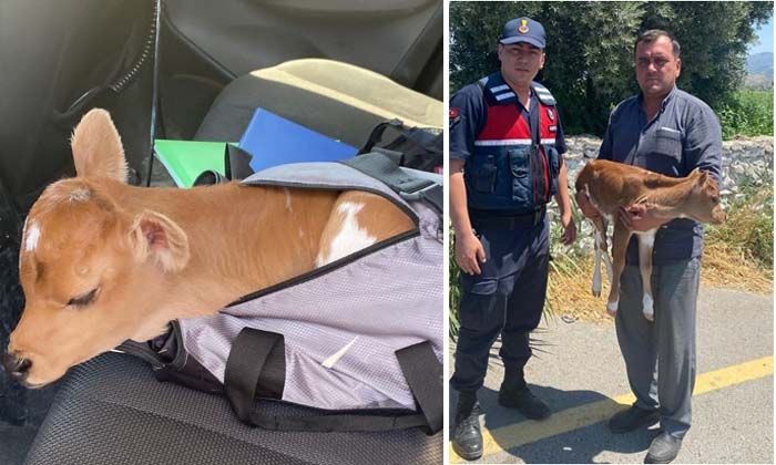 Buzağıyı çantada kaçırmaya çalıştılar