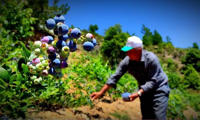 Kilosu 100 lira olan dalındaki meyvelerini bomba ve kuş sesleriyle koruyor