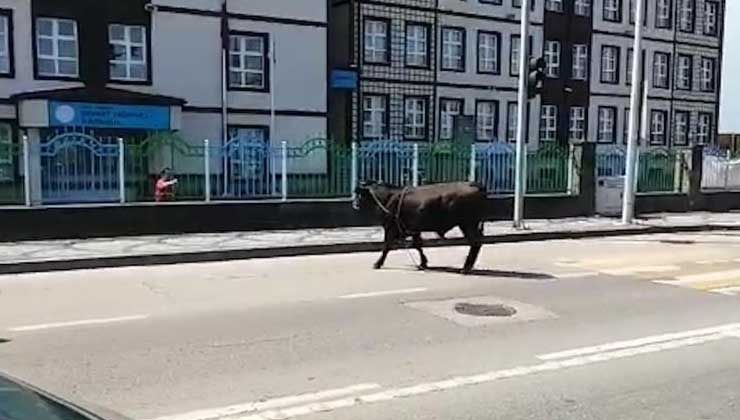 Rize’de kaçak boğa sahiplerini mahalle mahalle koşturdu