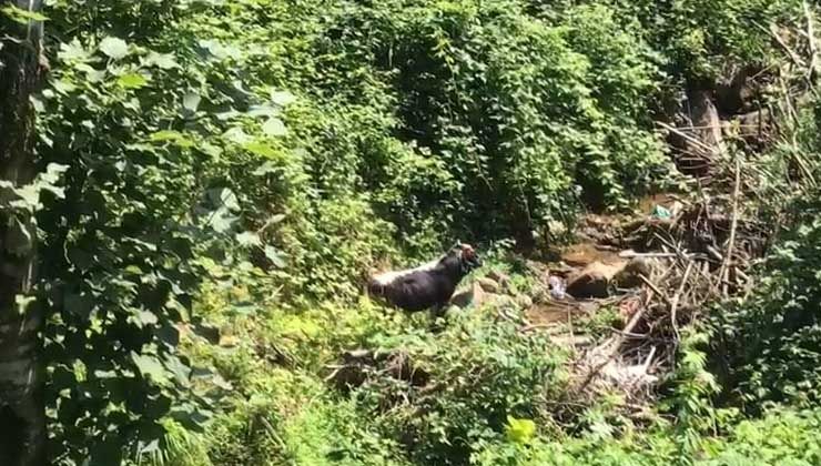 Rize’de kaçan boğa sahibi Yusuf Okumuş’u hastanelik etti