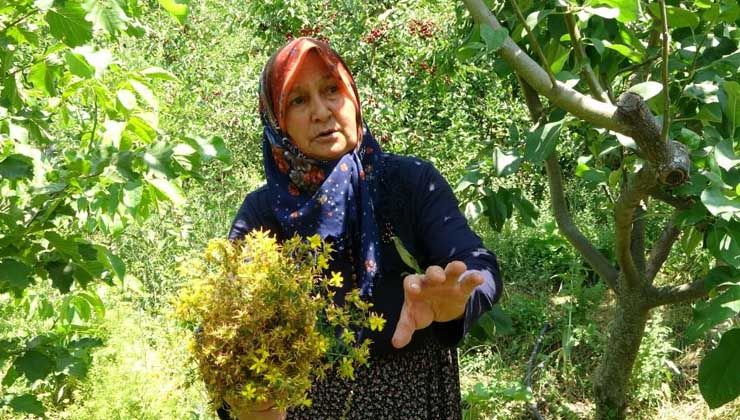 Her derde deva! Sarı kantaron hasadı başladı