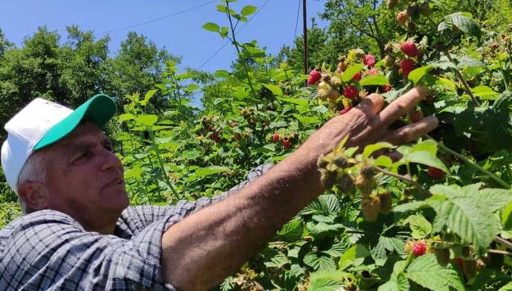 Geçen yıl dalında kuruyan ahududu bu yıl çiftçinin yüzünü güldürdü