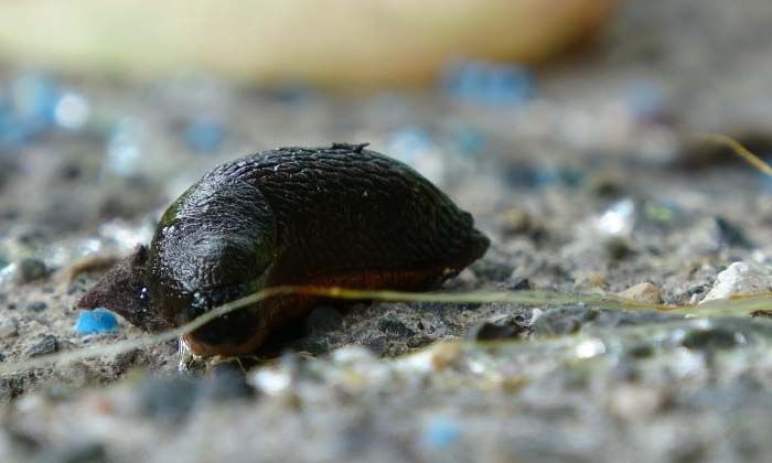 Türkiye’de ‘katil salyangoz’ tehtidi