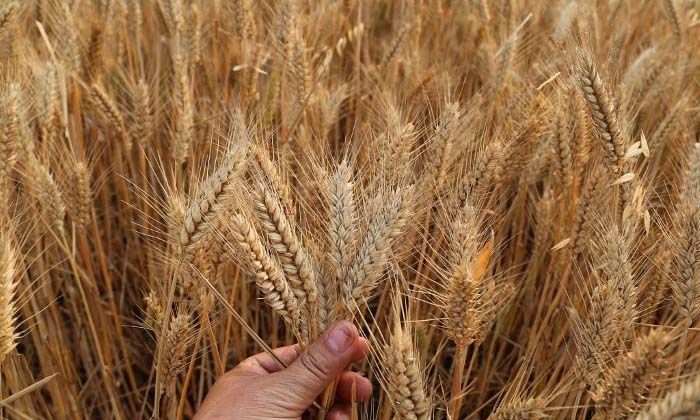 Çin’de tahıl rekoltesi 147 milyon tonu geçti