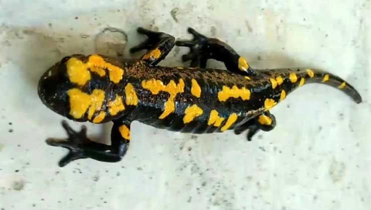 ‘Sarı benekli semender’ Amanoslar’da görüldü