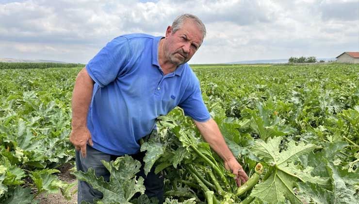 Çiftçilerin bayramı zehir oldu: 1 milyon 200 bin liralık zararım var