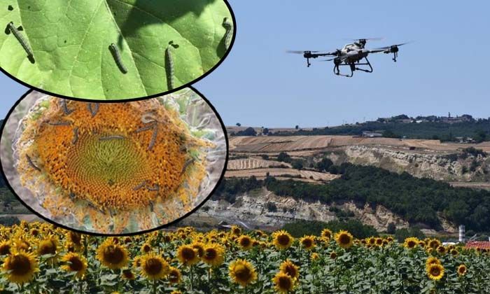 Çayır tırtılı istilasına karşı dron ile operasyon