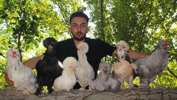 Bütün zamanını bu tavuklara adadı, tanesi 5 bin lira