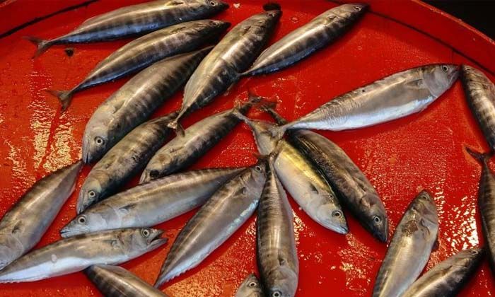 Çingene palamudu şimdiden tezgahta yerini aldı