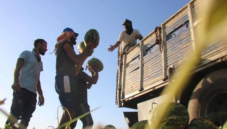 Karacadağ’ın volkanik arazilerinde ekilen karpuzun hasadı yapıldı